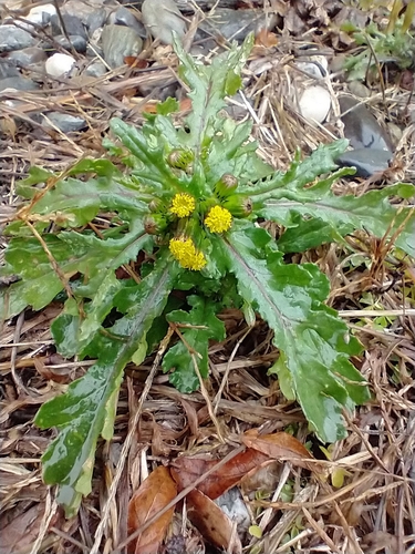 Gemeines Greiskraut (Senecio vulgaris): Herkunft und Verwendung — foto 5