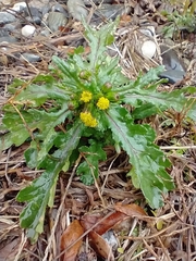 Gemeines Greiskraut (Senecio vulgaris): Herkunft und Verwendung — Foto 2