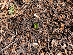 Platanthera unalascensis