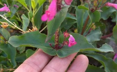 Penstemon clevelandii clevelandii