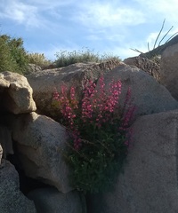 Penstemon clevelandii clevelandii