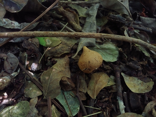 Geastrum