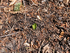 Platanthera unalascensis