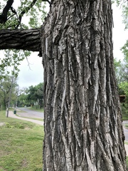 Populus deltoides