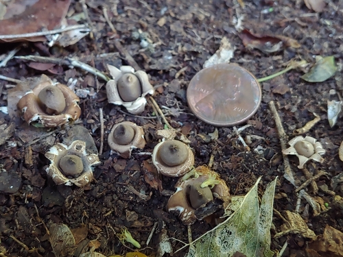 Geastrum