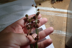 Juncus nodatus