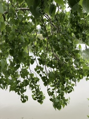 Populus deltoides