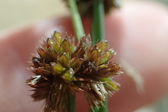 Juncus nodatus