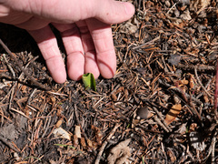 Platanthera unalascensis
