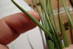 Juncus nodatus