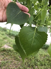 Populus deltoides