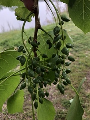 Populus deltoides