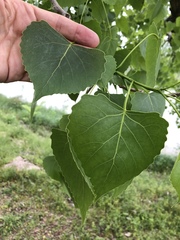 Populus deltoides