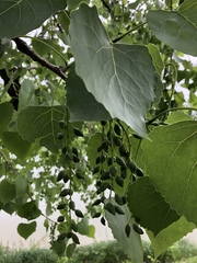 Populus deltoides