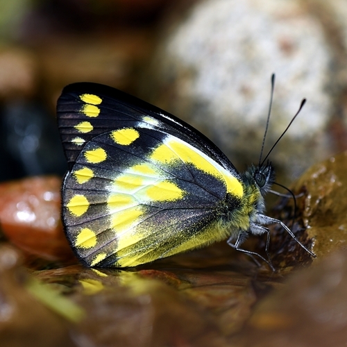 Subspecies Delias geraldina geraldina · iNaturalist