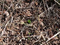 Platanthera unalascensis