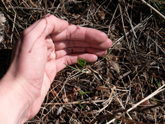 Platanthera unalascensis
