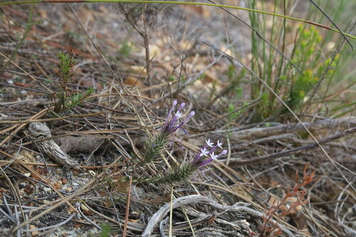 Image of Merciera tenuifolia by (c) Paul Hoekman, some rights reserved (CC BY)