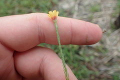 Linum berlandieri