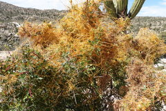 Cuscuta veatchii