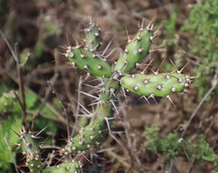 Opuntia aurantiaca