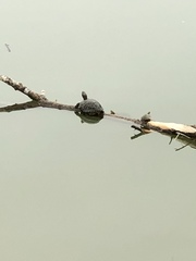 Trachemys scripta elegans