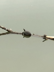 Trachemys scripta elegans