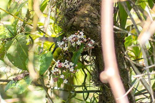 Rogiera cordata, 2023-12-12