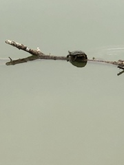 Trachemys scripta elegans