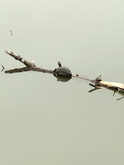 Trachemys scripta elegans