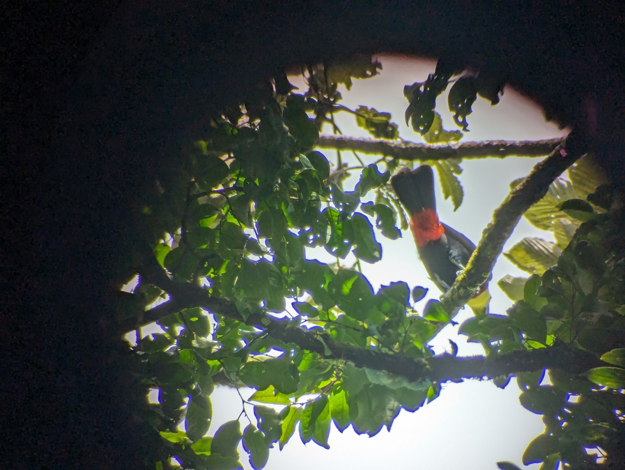Keel-billed Toucan (Ramphastos sulfuratus)