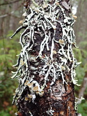 Hypogymnia enteromorpha