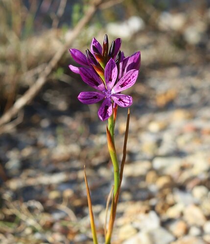 Image of Thereianthus bracteolatus by (c) Paul Hoekman, some rights reserved (CC BY)