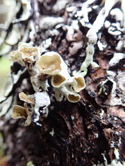 Hypogymnia enteromorpha