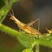 Italian Tree Cricket - Photo (c) Hectonichus, some rights reserved (CC BY-SA)