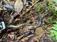 Sinharaja Tree Snake photo 2
