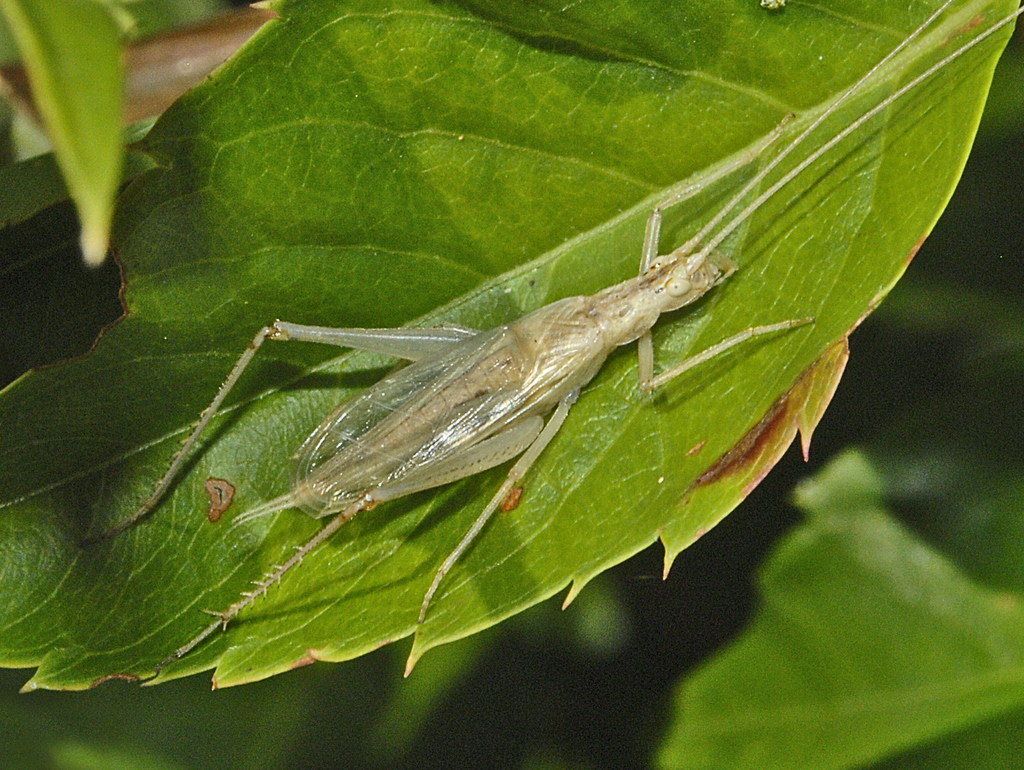Tree Cricket