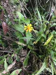 Acmella oppositifolia