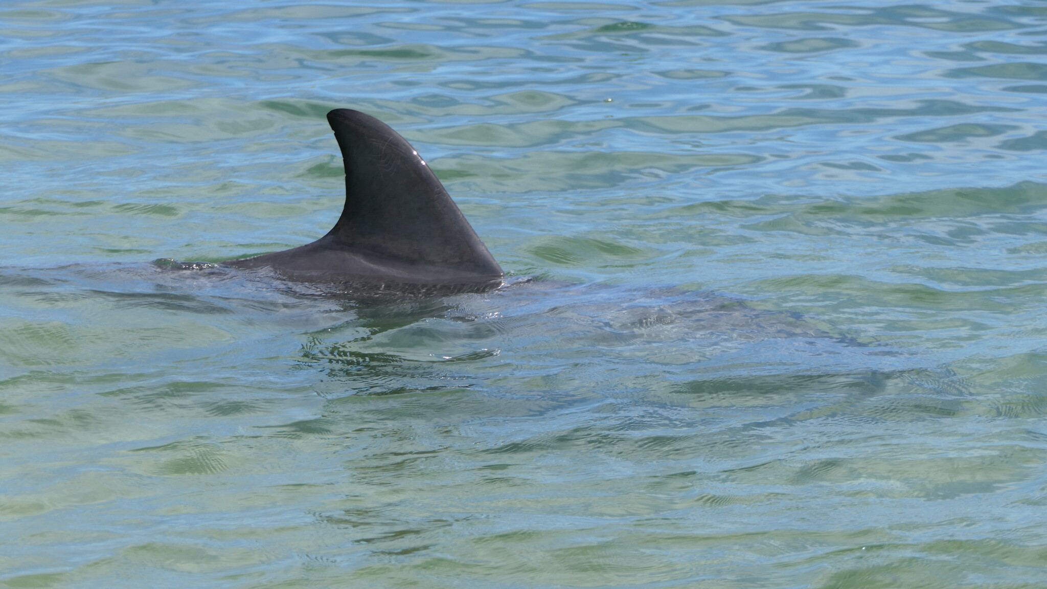 Tursiops aduncus<br>22 December, 2024