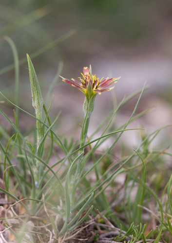 Tragopogon crocifolius (Tragopogon crocifolius)