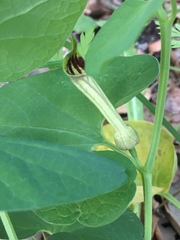 Aristolochia paucinervis
