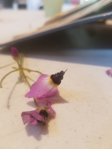 iNaturalist observation photo of Shooting Stars