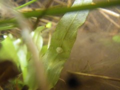 Triturus carnifex