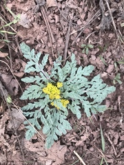 Cymopterus longipes