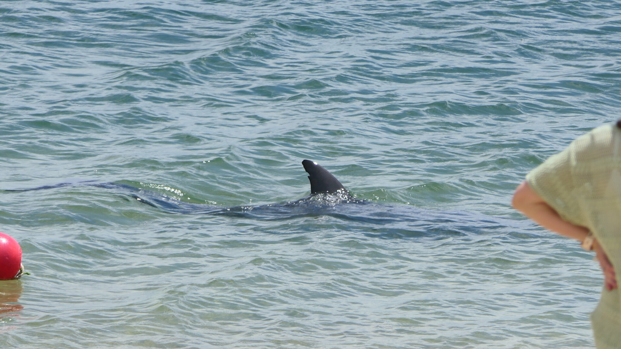 Tursiops aduncus<br>28 March, 2024