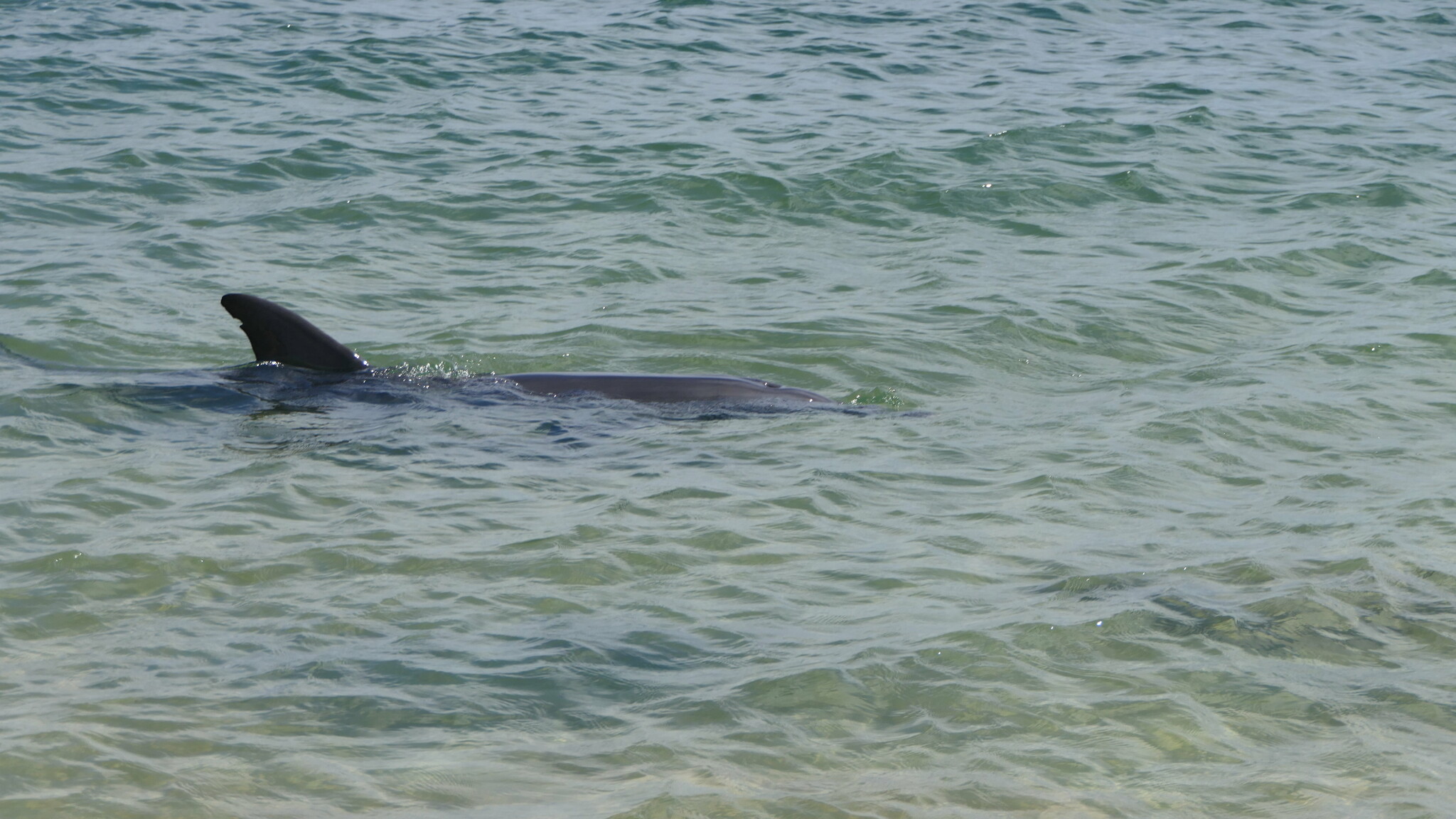 Tursiops aduncus<br>28 May, 2025