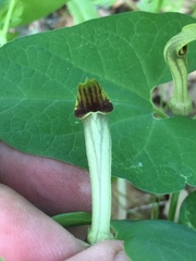 Aristolochia paucinervis