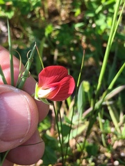 Lathyrus cicera
