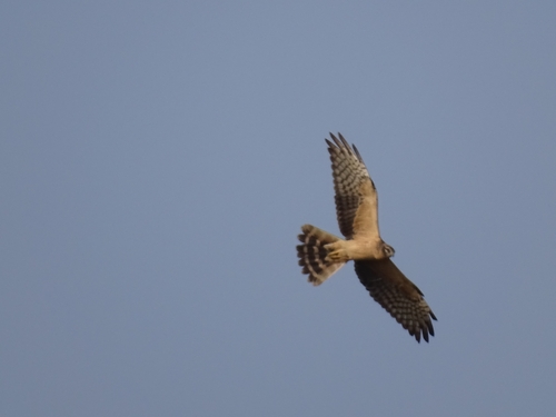 Pallid Harrier