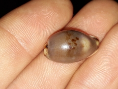 Purpuradusta gracilis